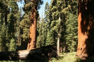 Sequoias