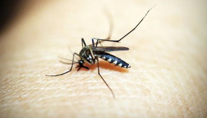 Mosquito da dengue